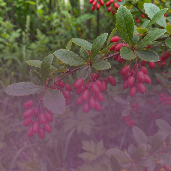 Barberry Extract