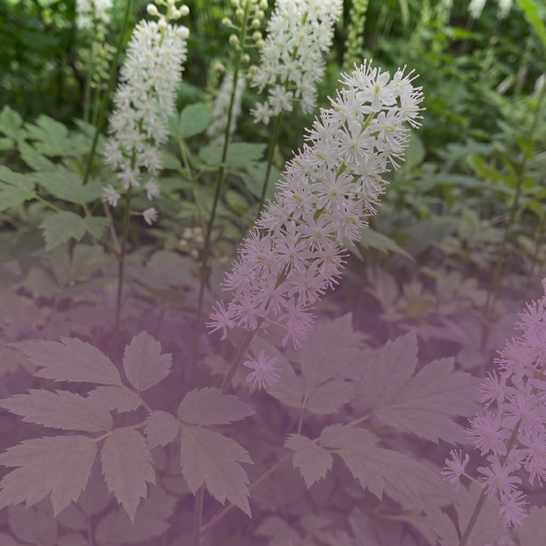 Black Cohosh Extract